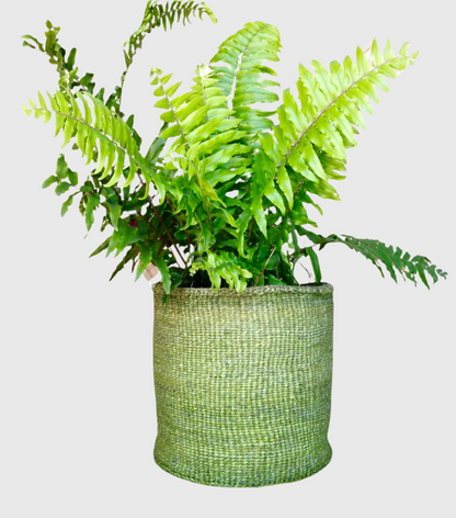 Sisal Storage Planter 10 in/25.4 cm Green