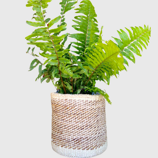 Sisal Storage Planter 10 in/25.4 cm Beige