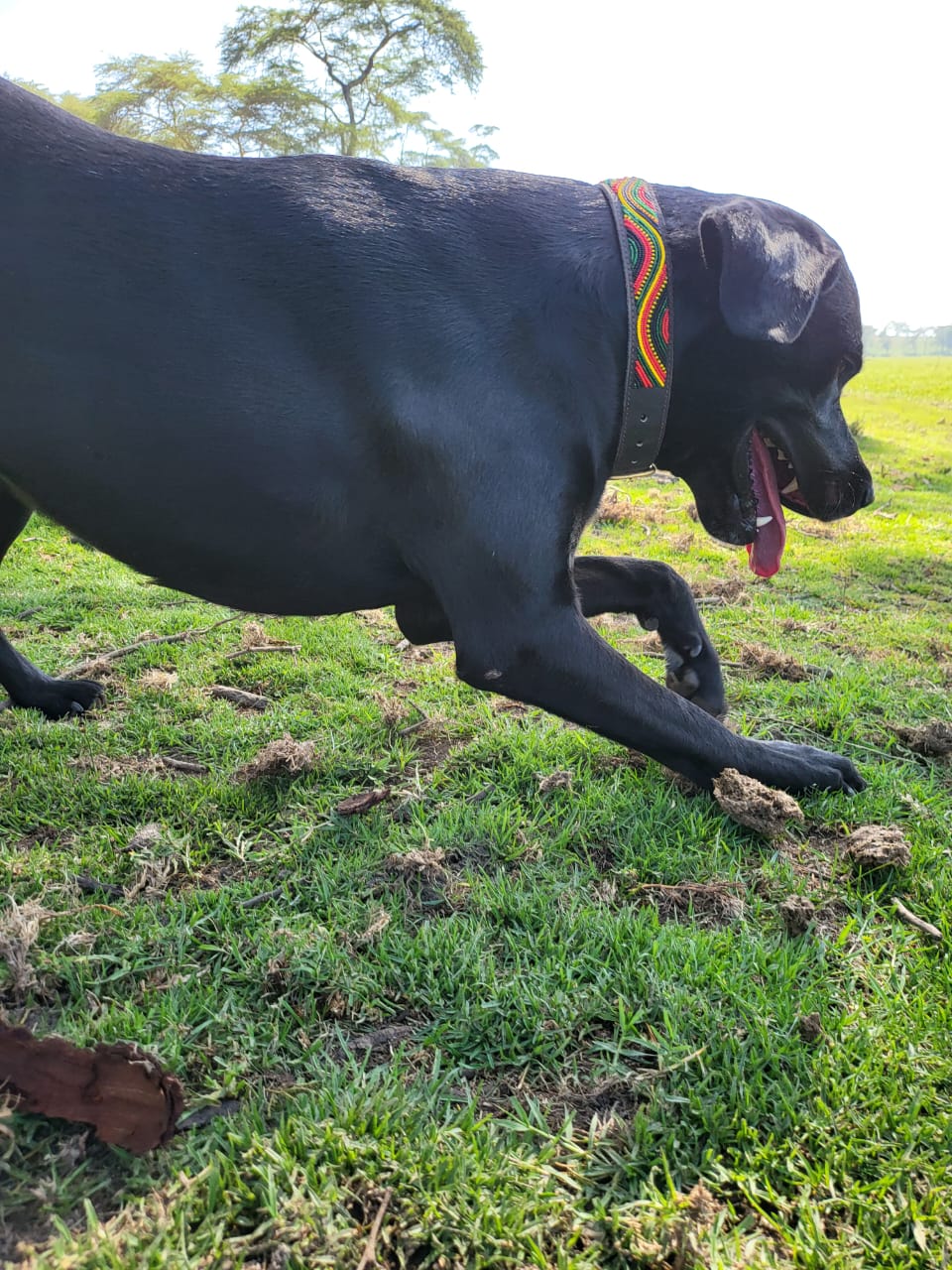 Handcrafted Maasai Dog Collar - Colorful Waves