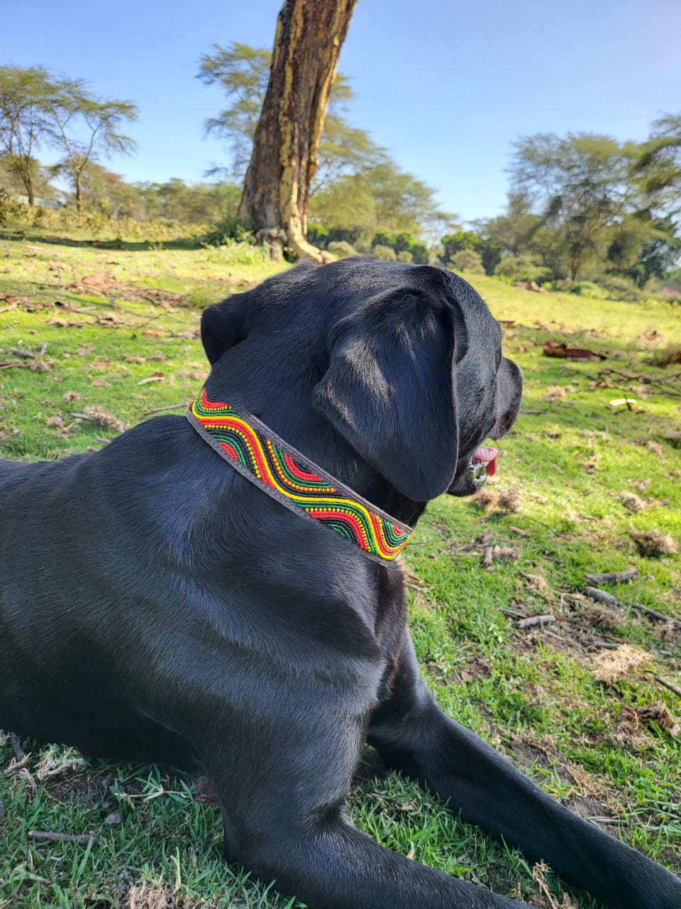 Handcrafted Maasai Dog Collar - Colorful Waves