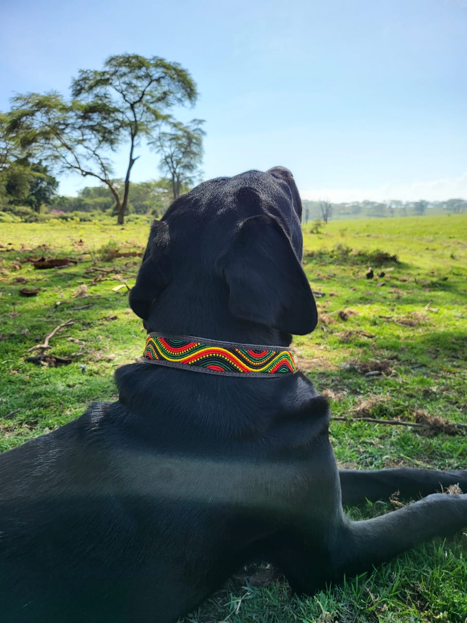 Handcrafted Maasai Dog Collar - Colorful Waves