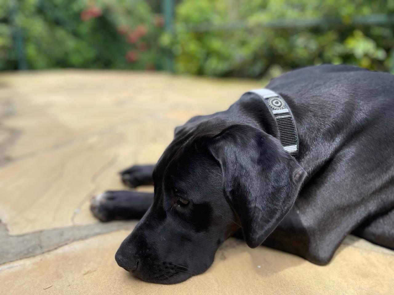 Handcrafted Maasai Dog Collar -Brown Silver Geometric