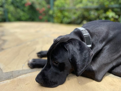 Handcrafted Maasai Dog Collar -Brown Silver Geometric