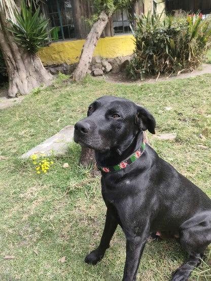 Handcrafted Maasai Dog Collar - Kenya Flag