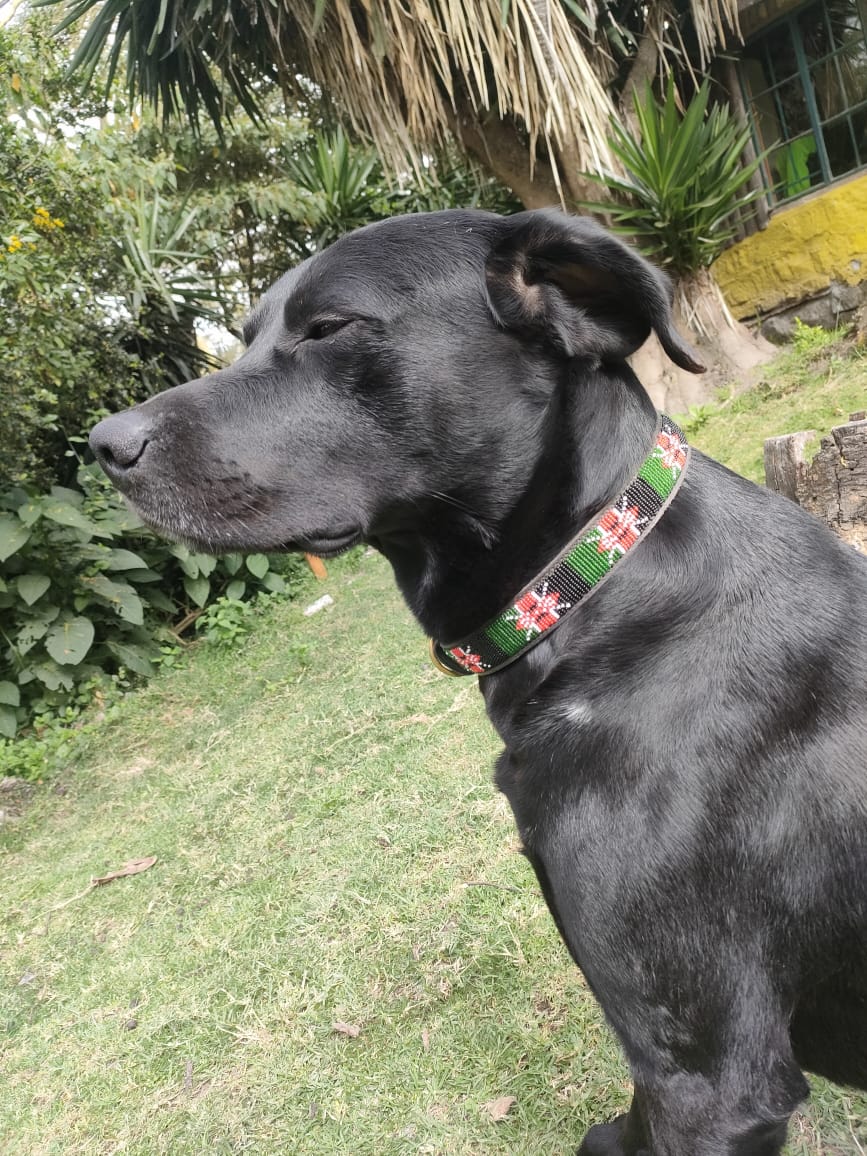 Handcrafted Maasai Dog Collar - Kenya Flag
