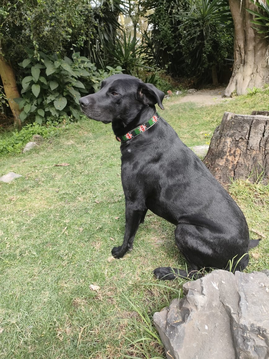 Handcrafted Maasai Dog Collar - Kenya Flag