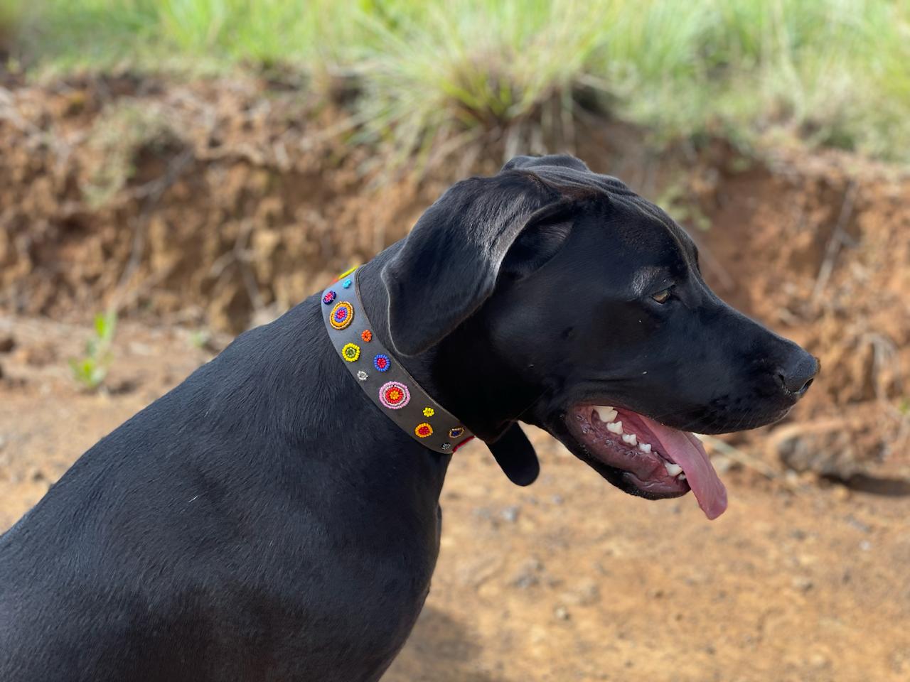 Handcrafted Maasai Dog Collar - Colorful Circles