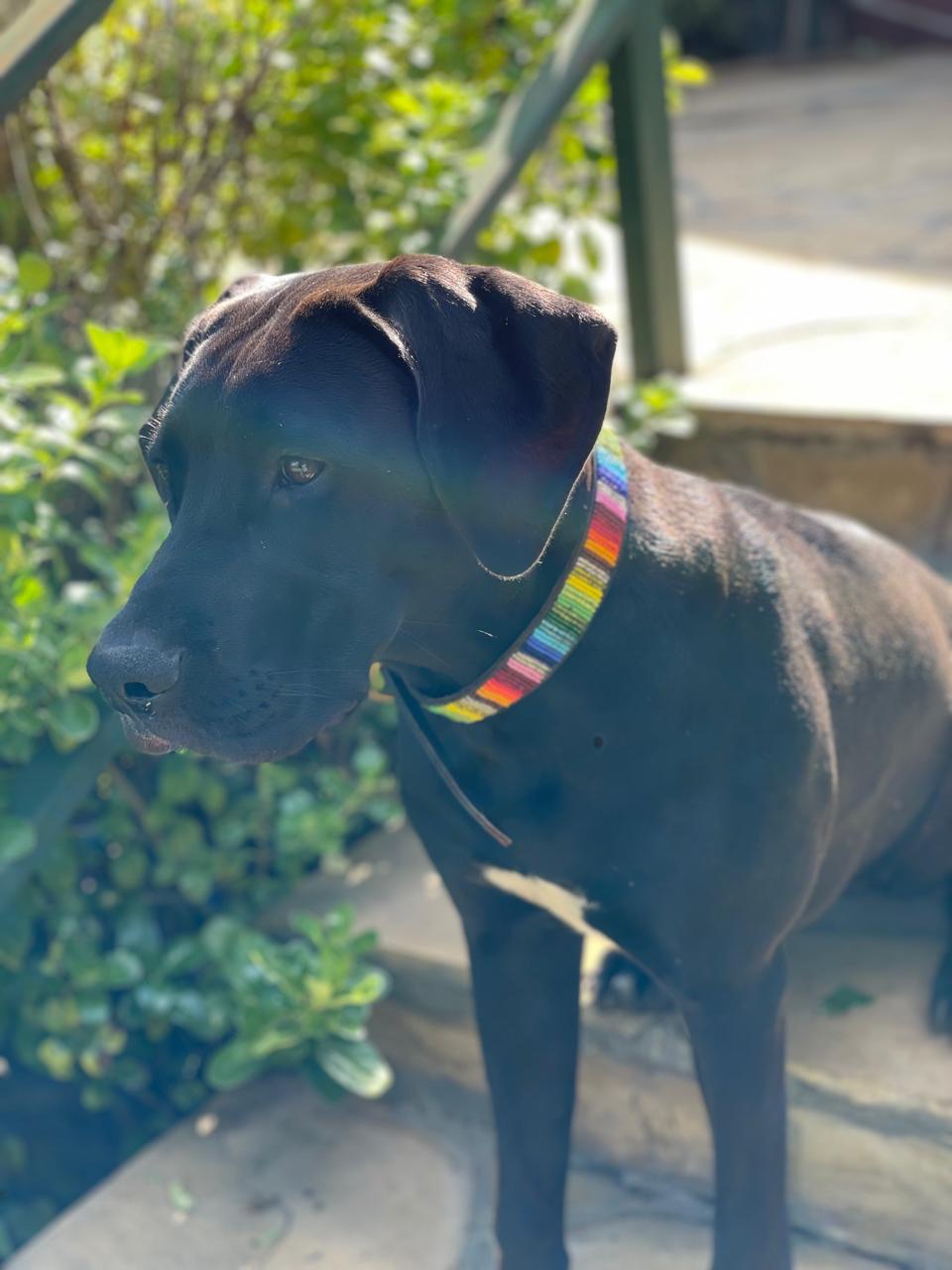 Handcrafted Maasai Dog Collar - Rainbow Stripes