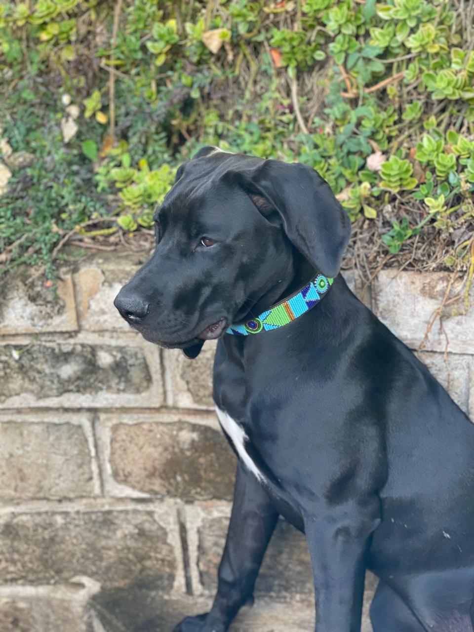 Handcrafted Maasai Dog Collar - Blue Green Geometric
