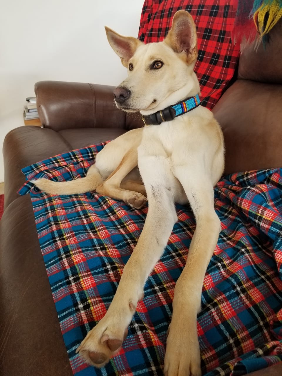 Handcrafted Maasai Dog Collar - Blue Stripes