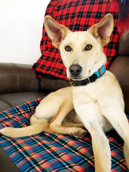 Handcrafted Maasai Dog Collar - Blue Stripes