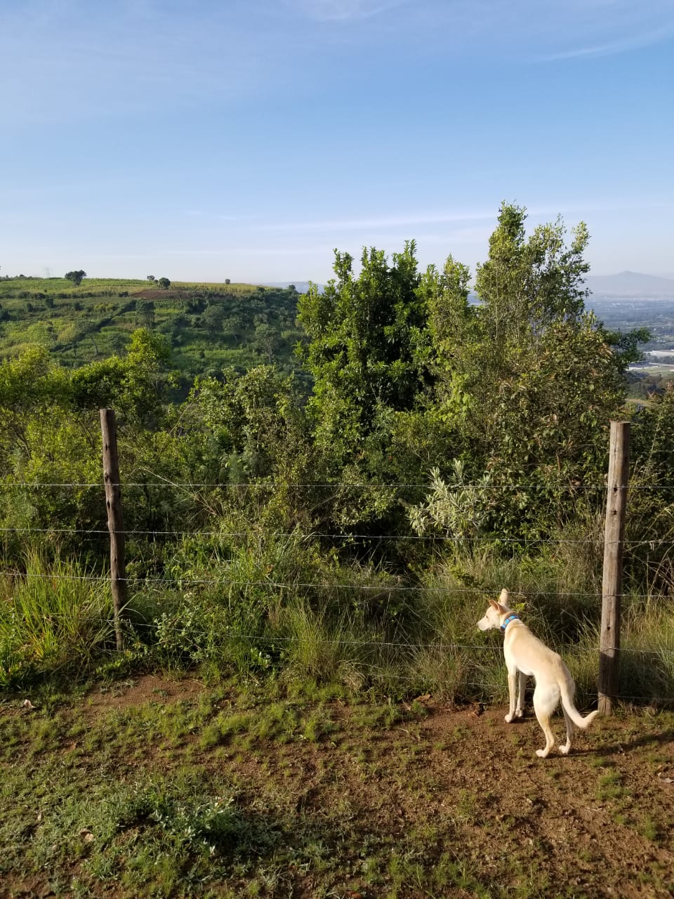 Handcrafted Maasai Dog Collar - Blue Stripes