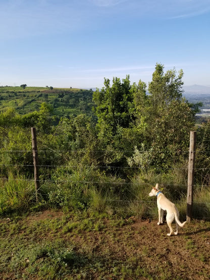 Handcrafted Maasai Dog Collar - Blue Stripes