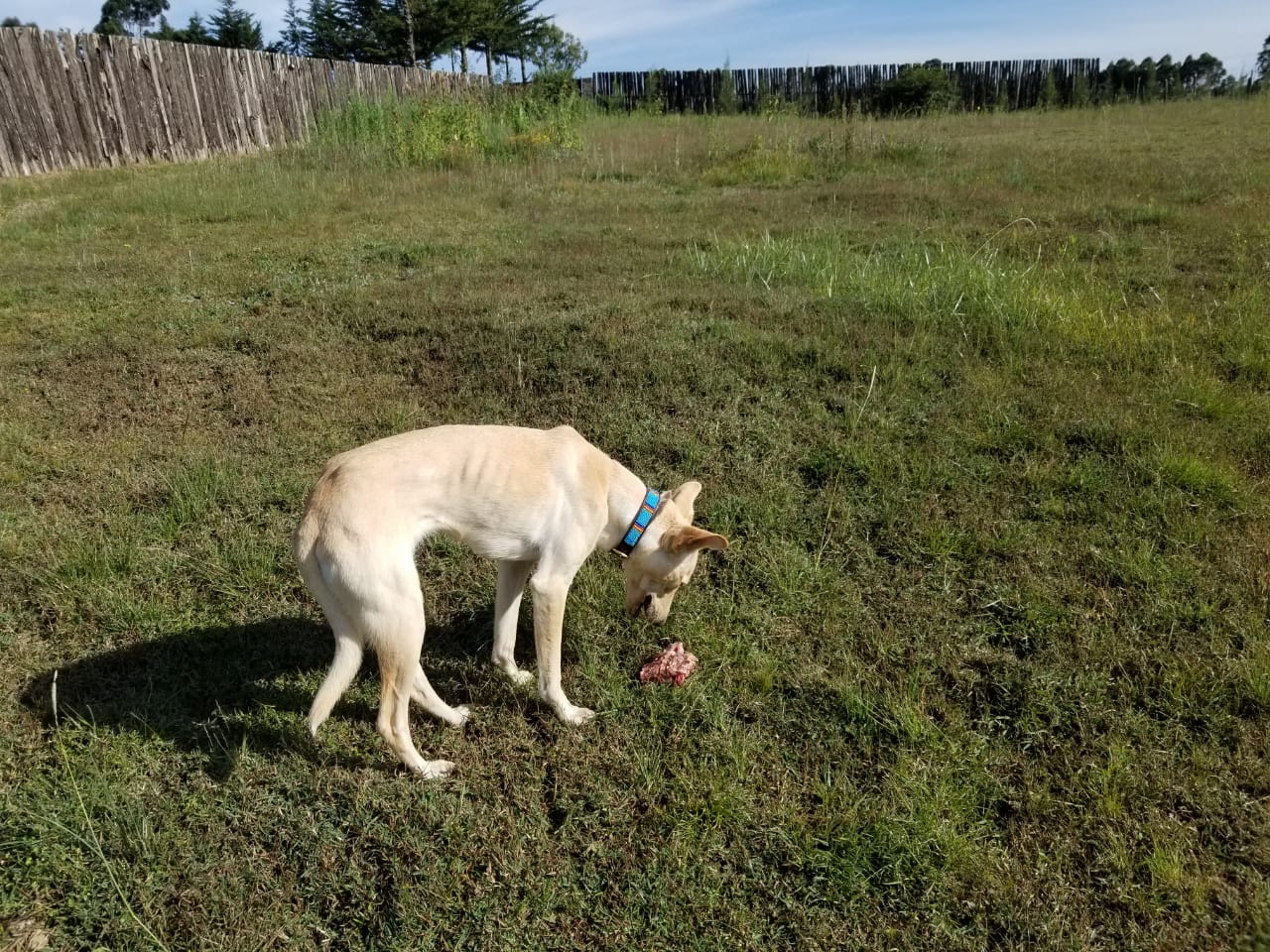 Handcrafted Maasai Dog Collar - Blue Stripes